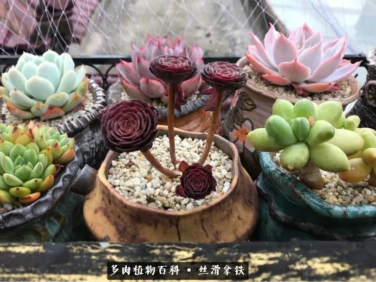 总结一下养多肉的夏天,好养活的多肉冬天和夏天