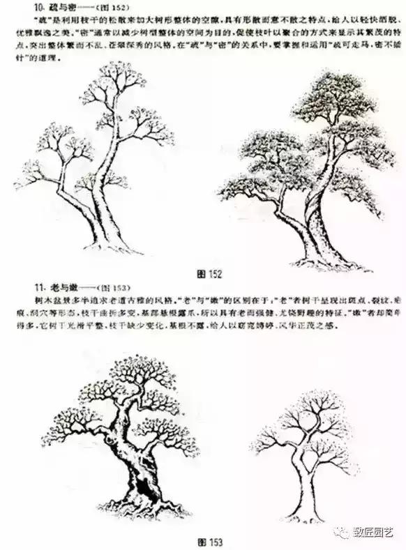 树木盆景蟠扎造型方法,树桩盆景的树木造型制作顺序