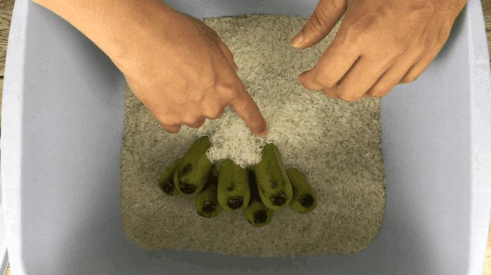 香蕉不熟没关系，教你一招快速催熟香蕉，家家户户用得着