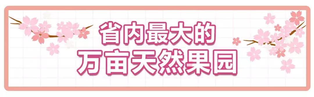 清甜爽脆的台湾甜桃已开采摘啦！30元任摘任吃！速度约起来！