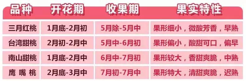 清甜爽脆的台湾甜桃已开采摘啦！30元任摘任吃！速度约起来！