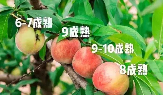 清甜爽脆的台湾甜桃已开采摘啦！30元任摘任吃！速度约起来！