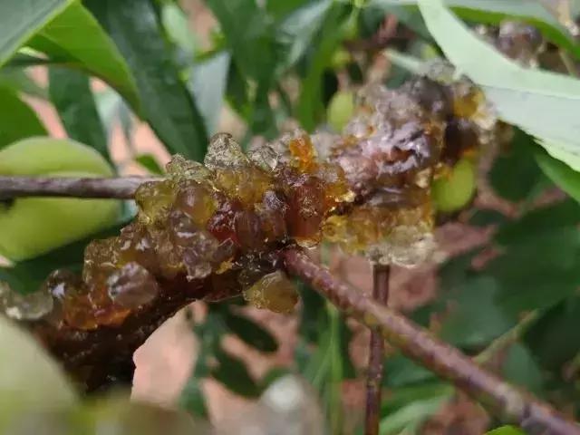 清甜爽脆的台湾甜桃已开采摘啦！30元任摘任吃！速度约起来！