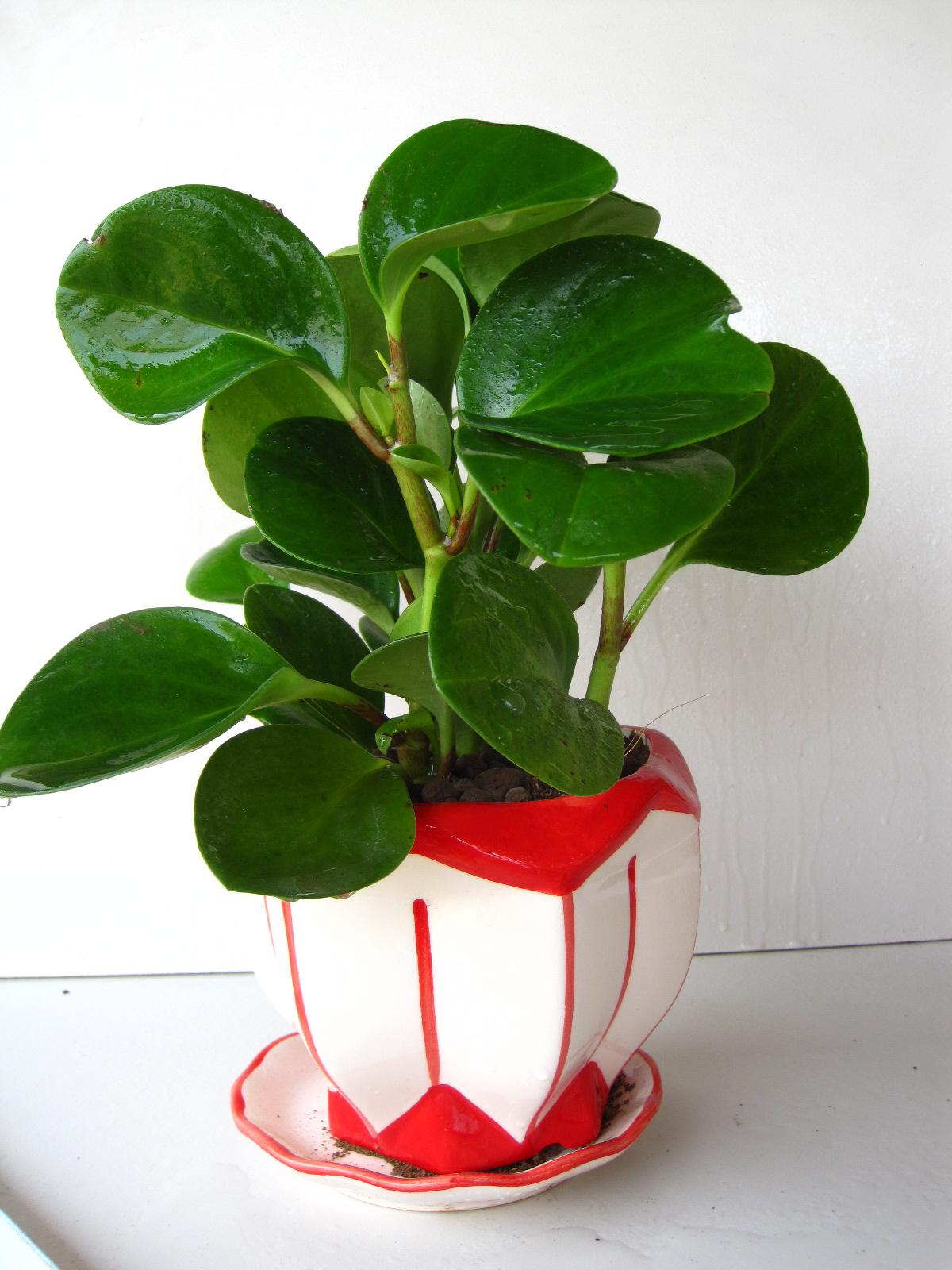 碧玉花怎么养枝繁叶茂,如何栽种碧玉