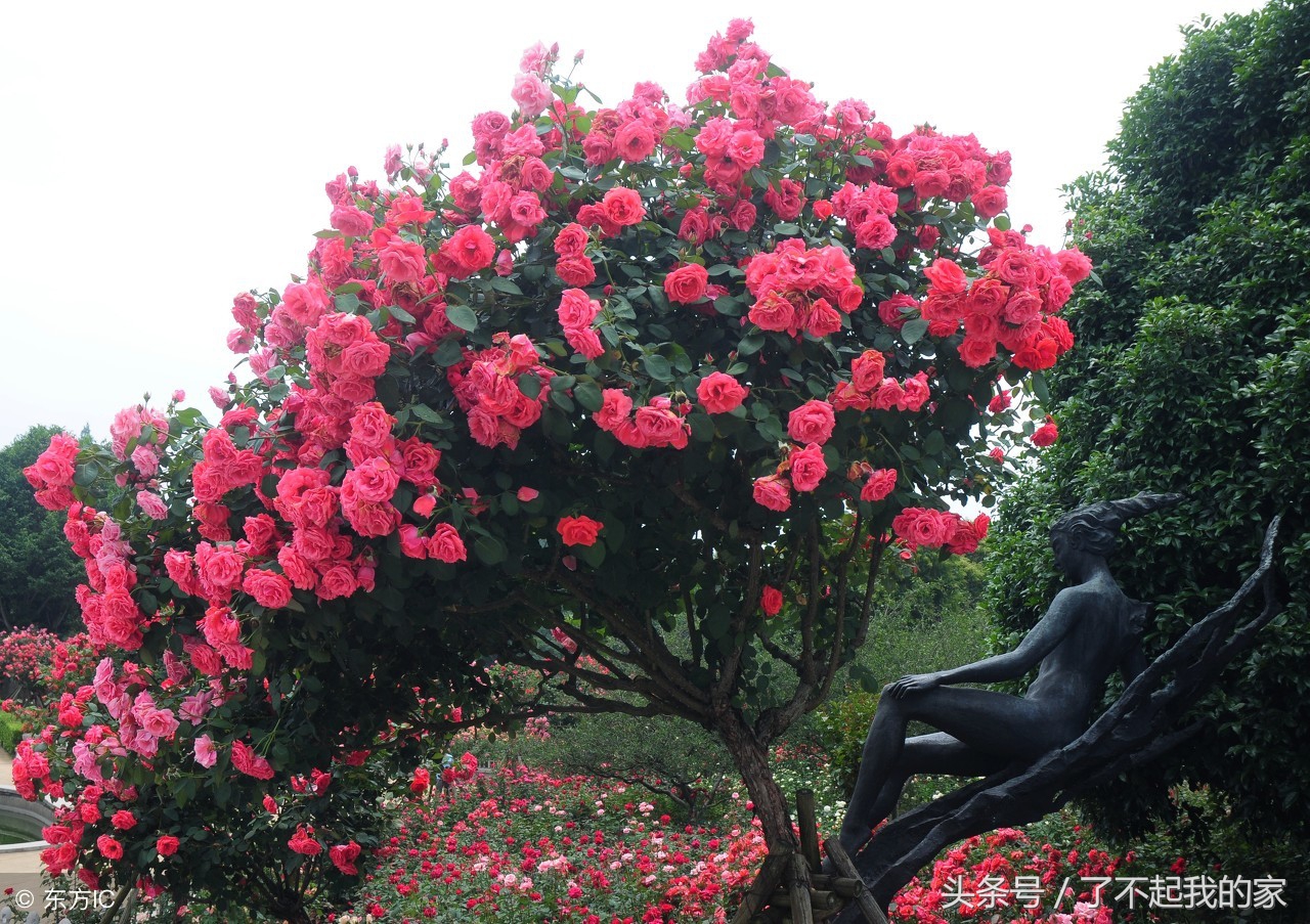家里装修除味植物,室内装修什么植物吸附甲醛