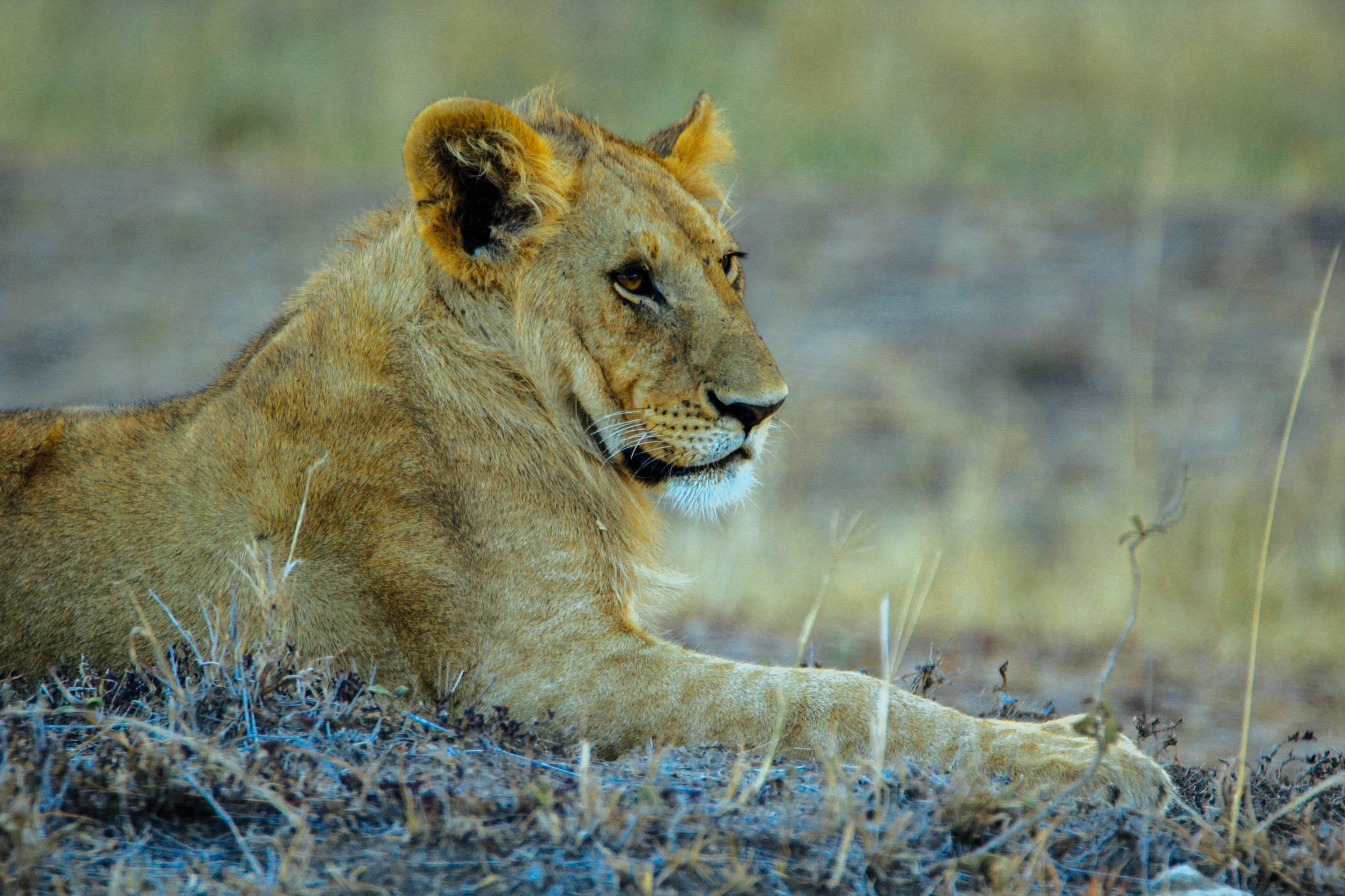 东非动物大迁徙央视,东非大草原动物大迁徙