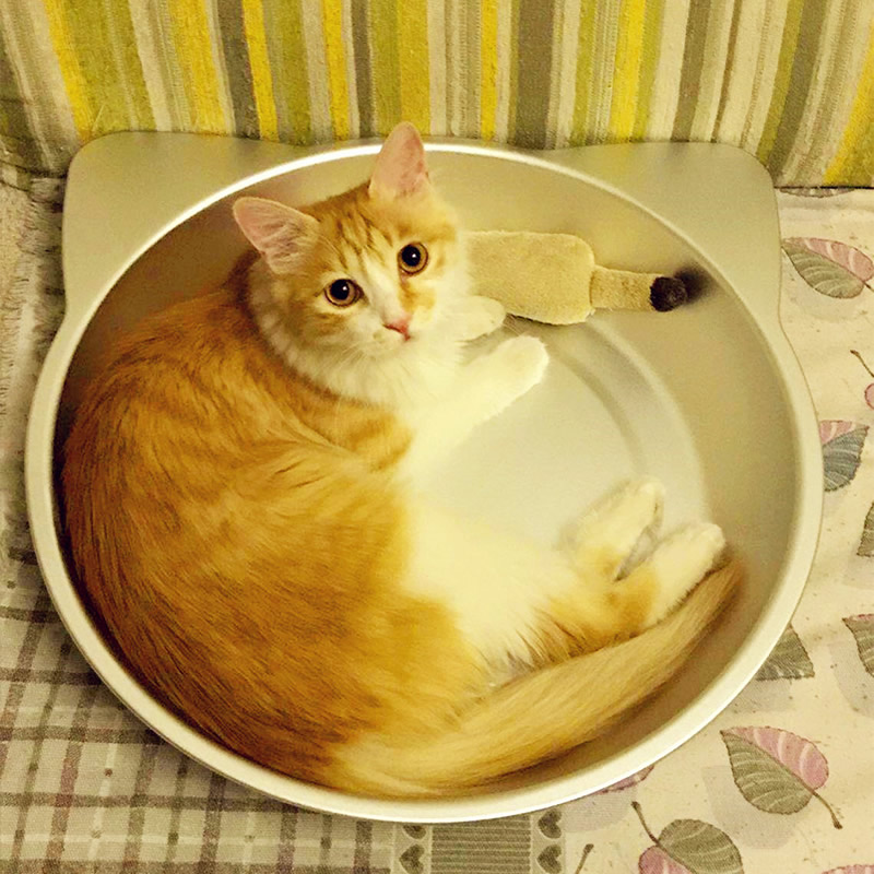 铲屎官担心自家猫咪着凉,猫咪也会中暑该如何应对