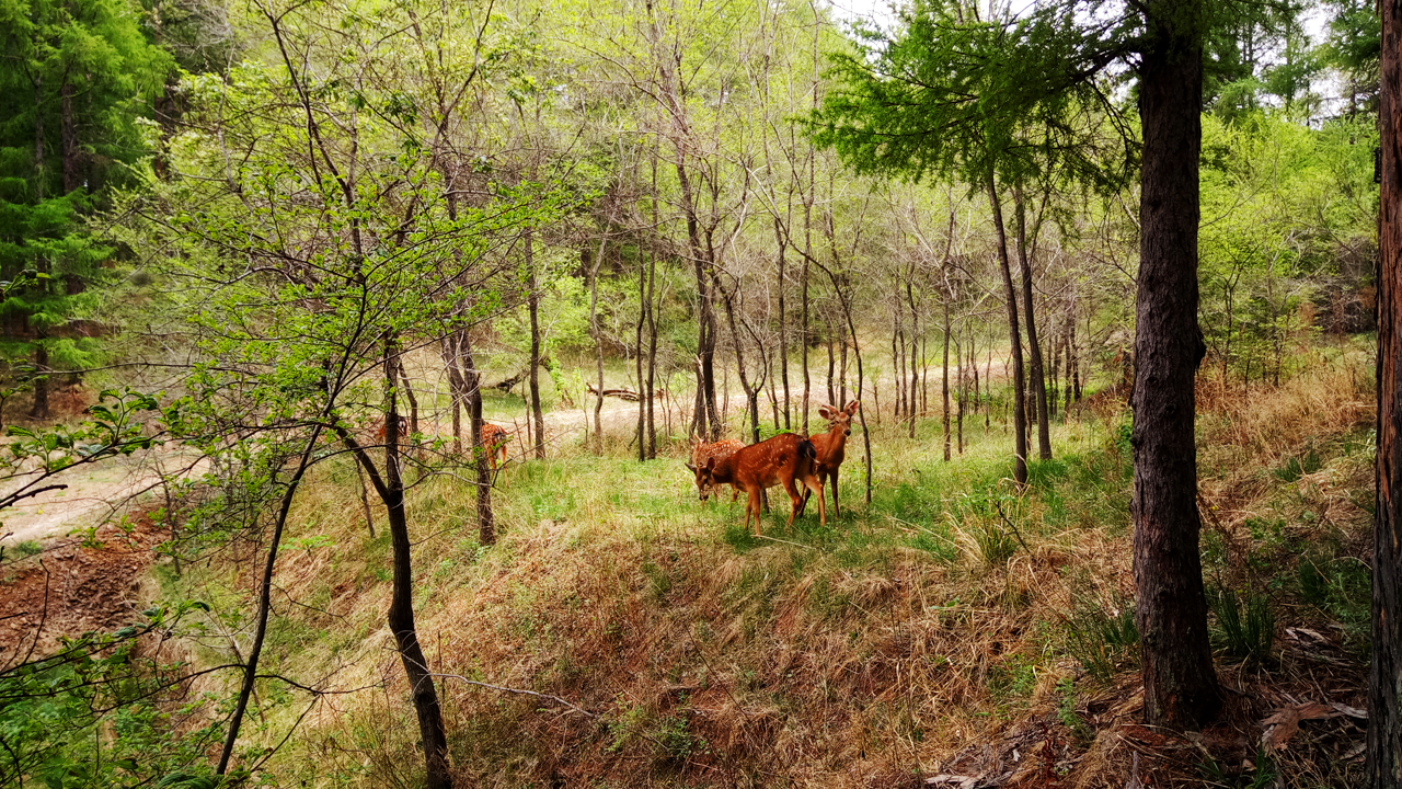 行围东丰，梅花鹿之乡皇家行围与习武东丰县采风记之十七