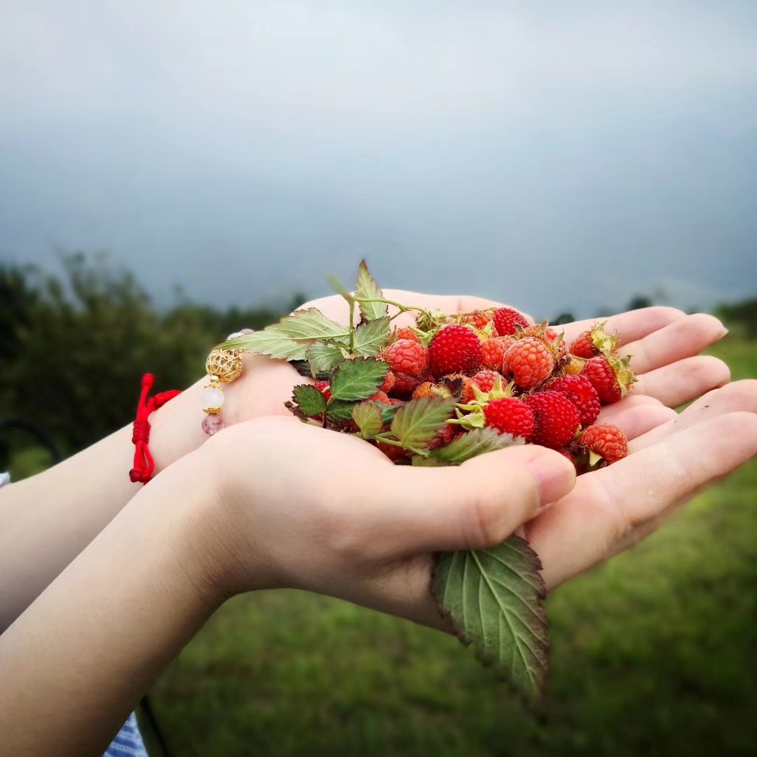 福建儿时的记忆山上的野果,福建山上秋天野果