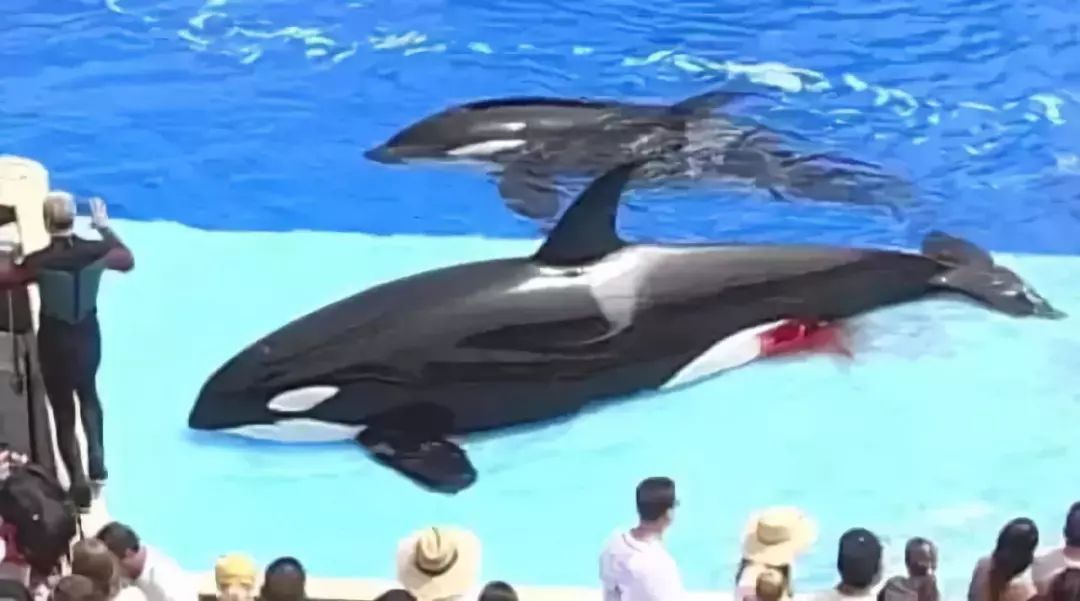 海外代购的荒唐陷阱,代购十大骗局揭秘图