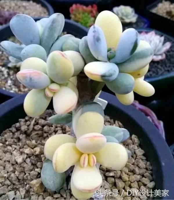 看看这些售价万元的多肉你认识几个