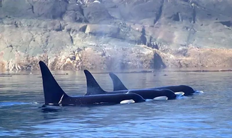 代购圈黑幕,代购十大骗局揭秘图