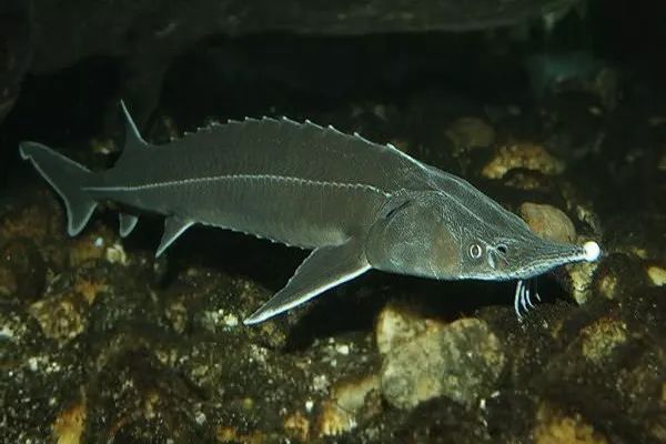 代购圈黑幕,代购十大骗局揭秘图