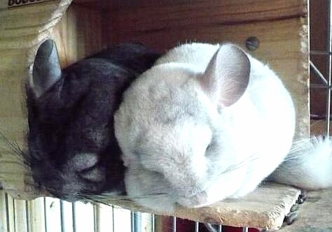 「123」龙猫自带的“耳空调”