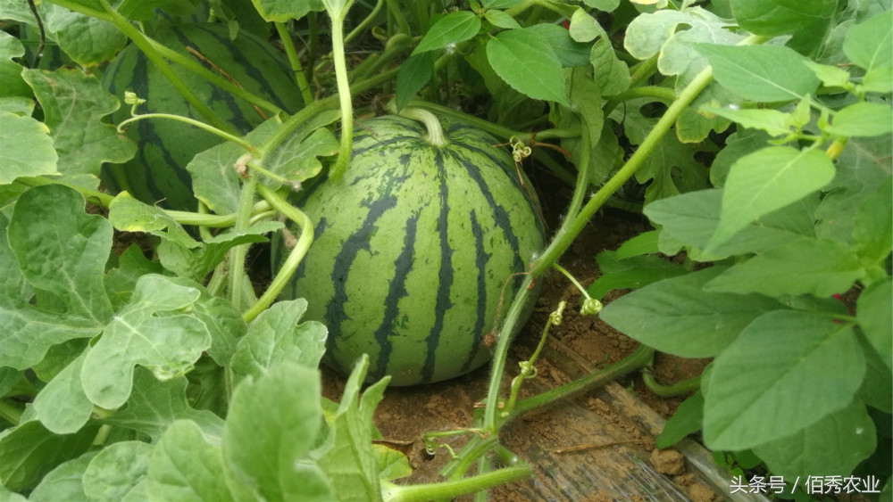 露天种植西瓜能赚钱吗农村,农村人种菜赚钱
