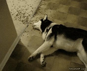 狗粮给猫吃会怎样,猫狗消化不良症状及治疗