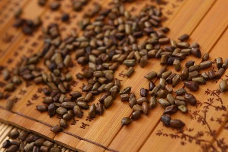 决明子专治十种病,决明子治什么病最有效