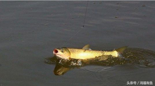 夏季钓草鱼最佳时间,这个季节用什么钓草鱼好