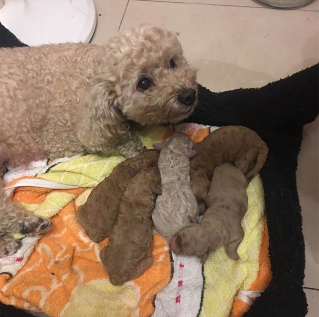 泰迪看到主人吃东西,泰迪看到一只陌生小黑狗