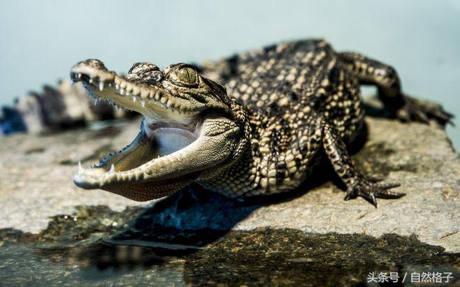 藏獒与蜜獾谁强谁弱,藏獒狮子老虎哪个最强