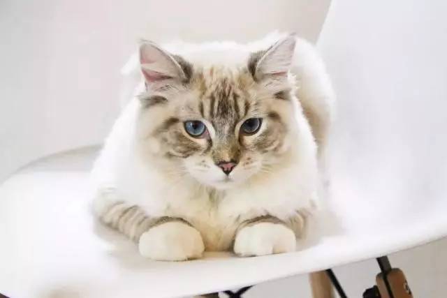 世界杯看球攻略图,又能看世界杯又能喝酒的地方