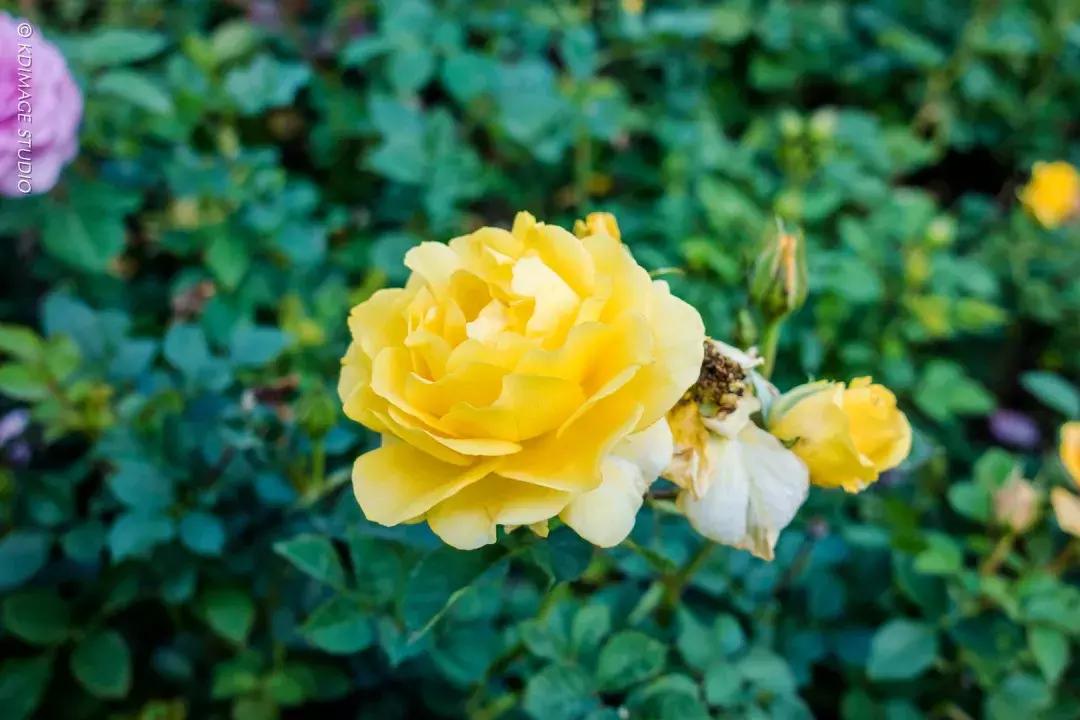 索尼黑卡5和5a区别,索尼相机黑卡5