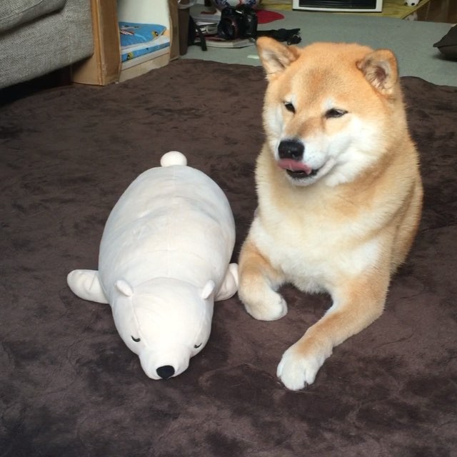 柴犬与好朋友玩偶熊的可爱故事