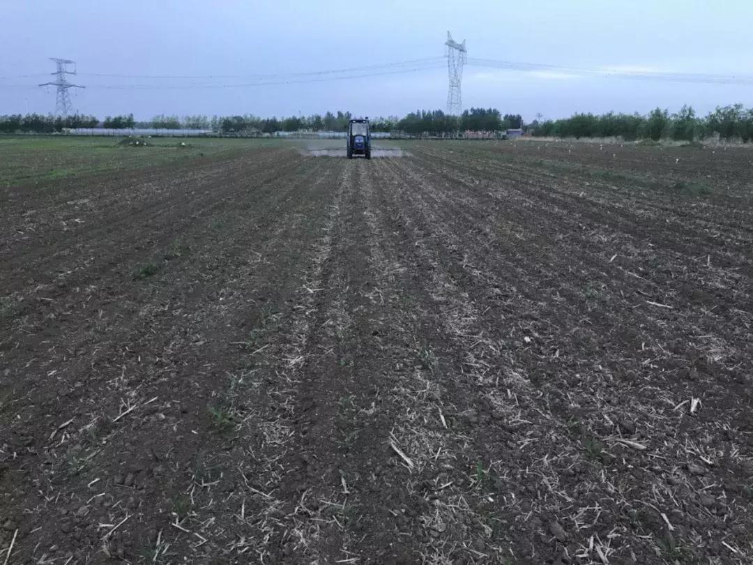 花生受到玉米除草剂药害怎样救,玉米除草剂药害叶子干了减产吗