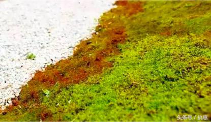 操盘手吴国平,拈花湾吴国平