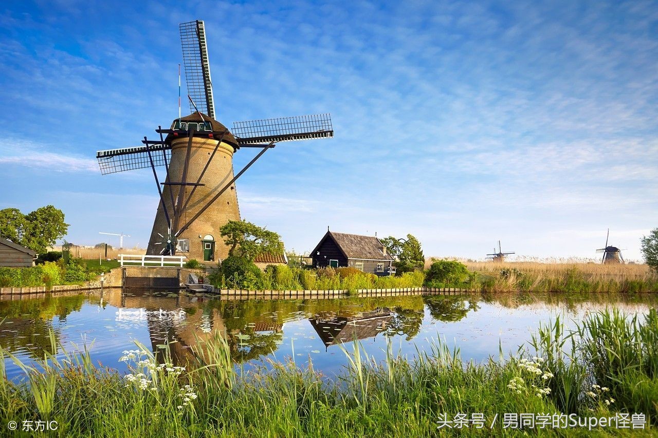 荷兰国花郁金香风车,荷兰的国花是什么花郁金香