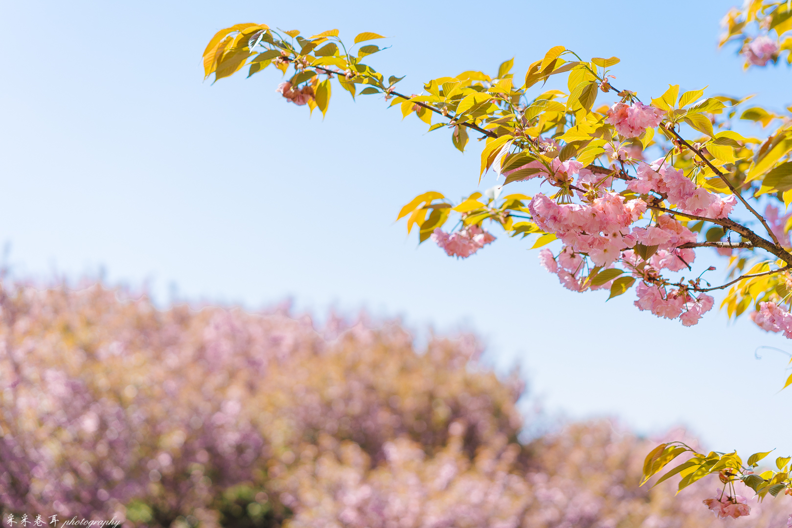 紫藤与晚樱粉紫色的甜蜜梦幻
