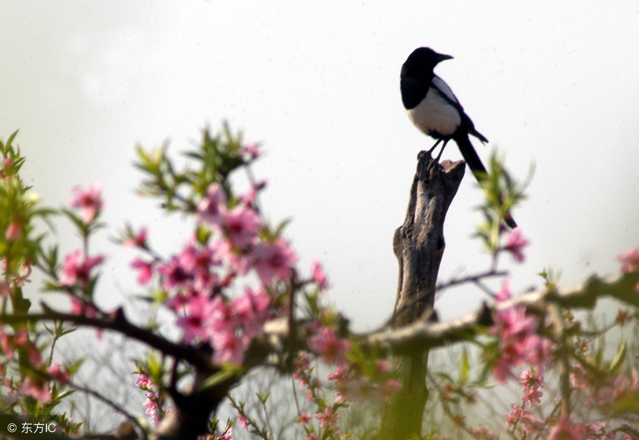 你一说话，小草都绿了——黄山爱情诗选