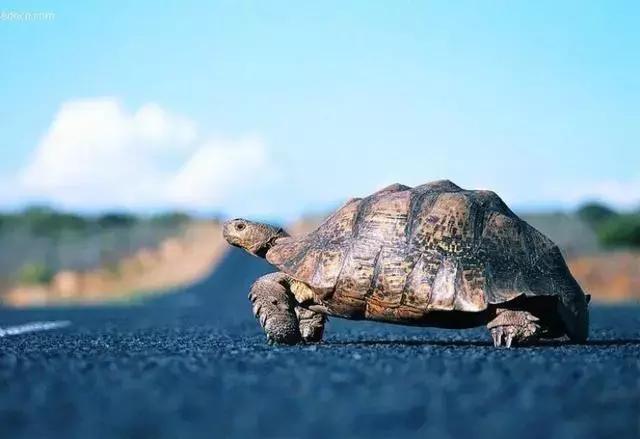 龟速侠对战闪电侠,光速侠vs闪电侠