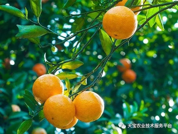 苹果树误喷了除草剂如何抢救,果园用过草甘膦有挽救办法吗