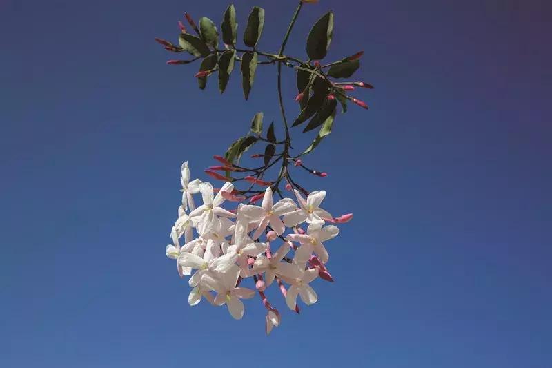 芳香传奇护肤品,芳香传奇诗丽堂