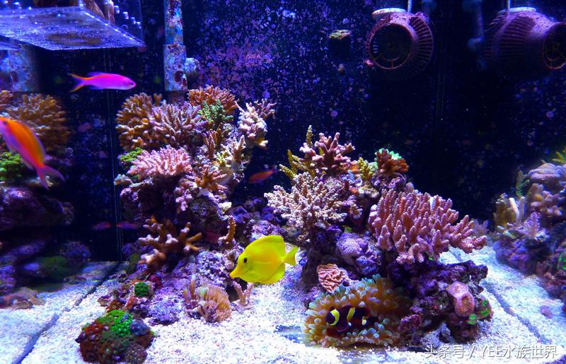 从小白开始养鱼,从养鱼小白到资深鱼友