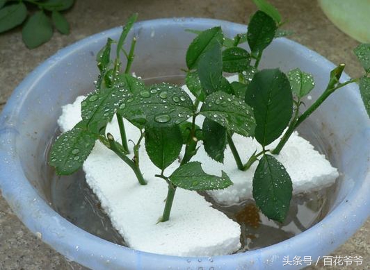 水培植物花多久生根一次,种花怎样才能让它快速生根杀菌