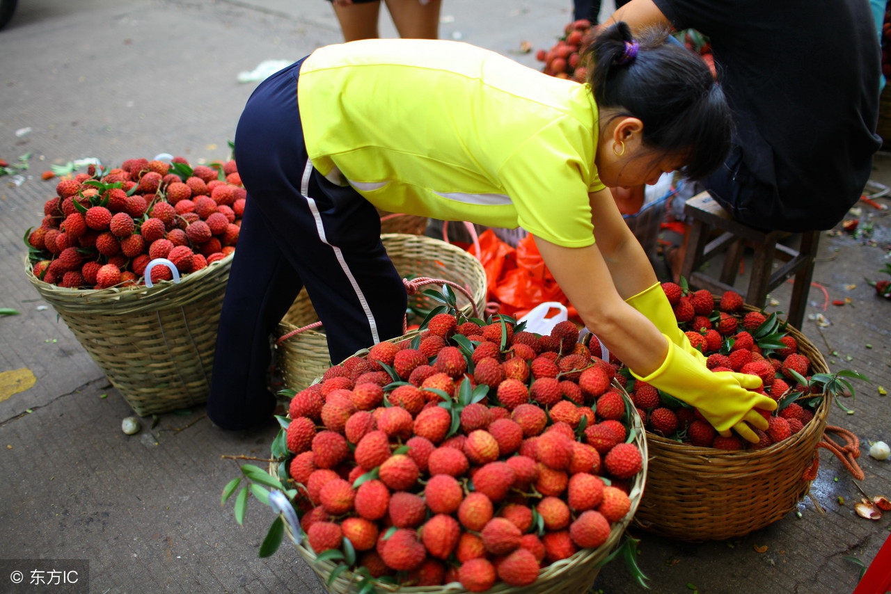 荔枝开摘了！粤西最全荔枝园农家乐情报分享广东吃货约起！