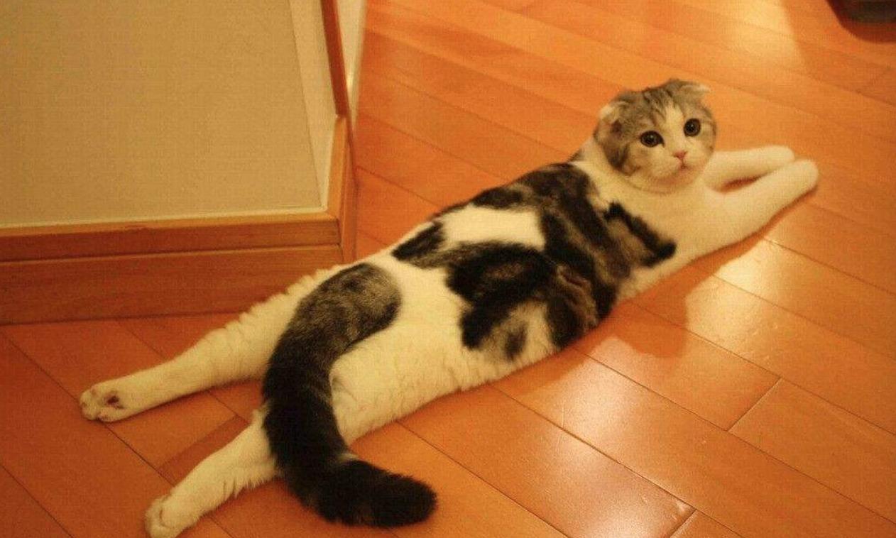 怎么除掉地板上的猫咪尿味,猫咪求救的19种表现