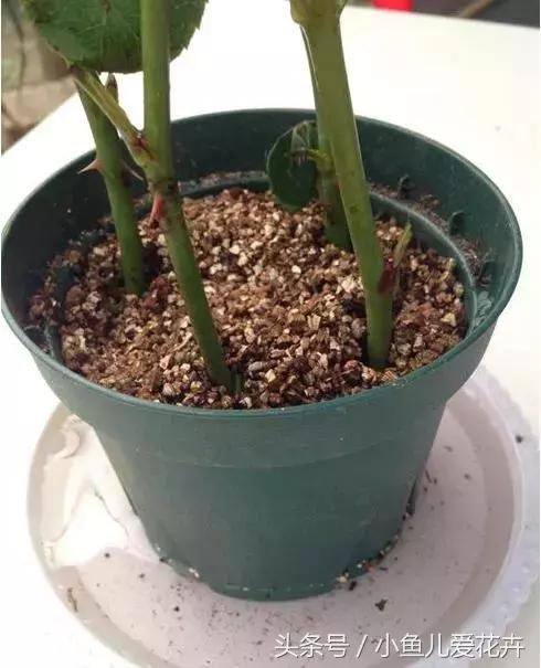 刚买回来鲜花插花步骤,花怎么插花容易生根