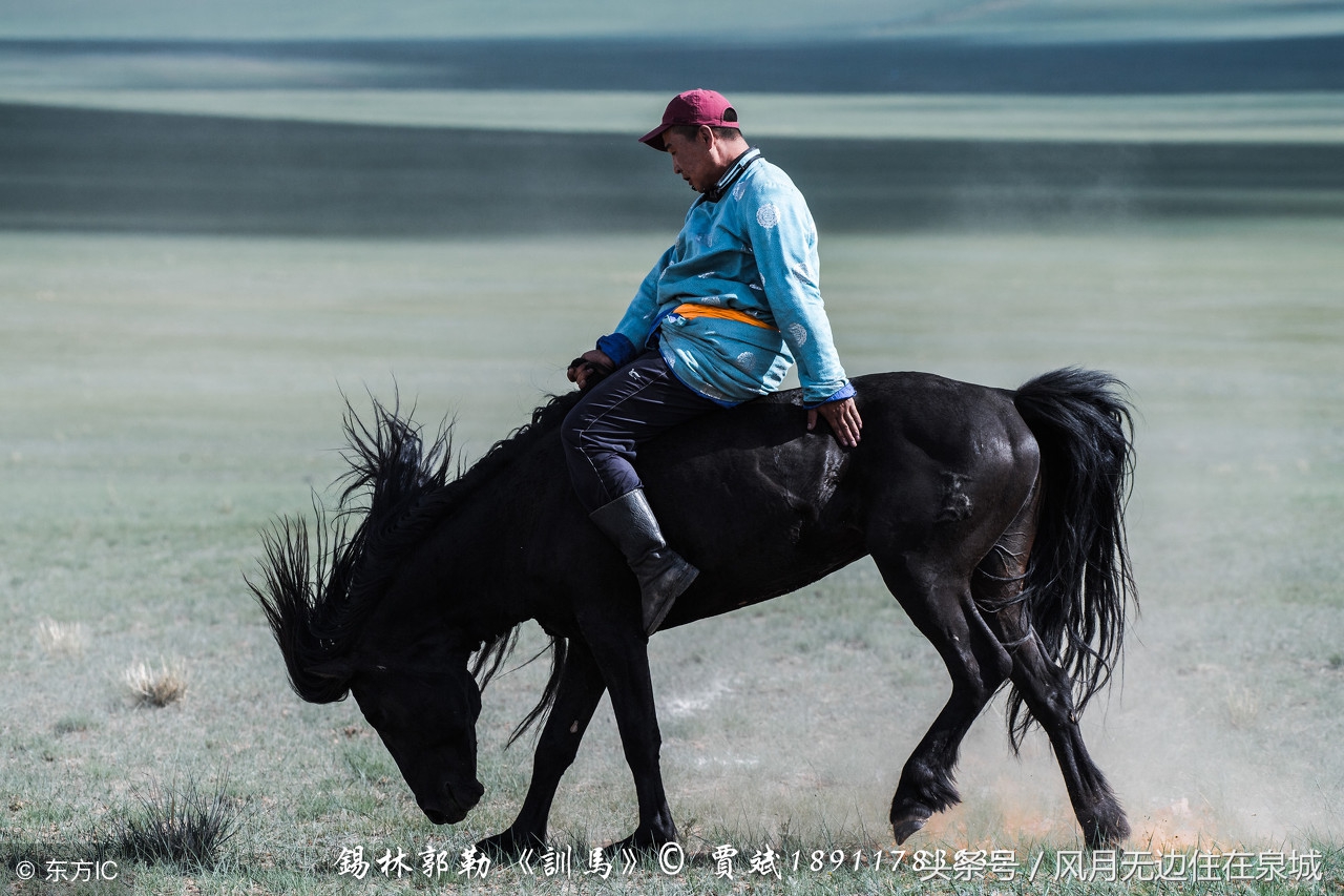 蒙古马和套马图片,蒙古套马绳子教学