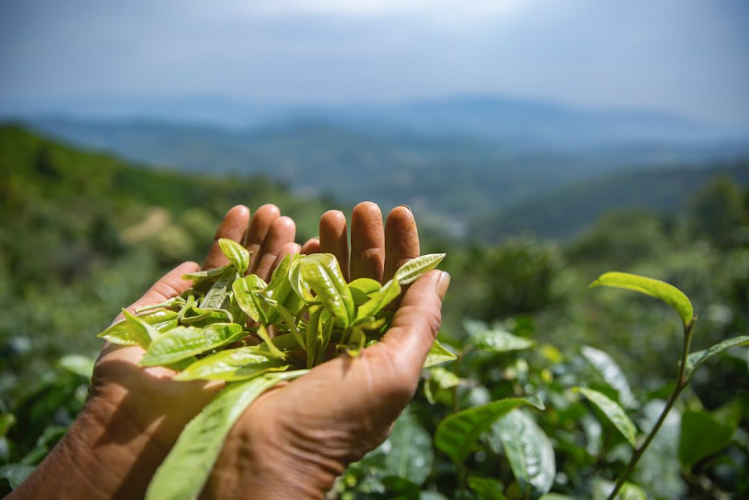 他找来浙大团队,用茶研发洗护用品,成了日本人都在代购的新国货