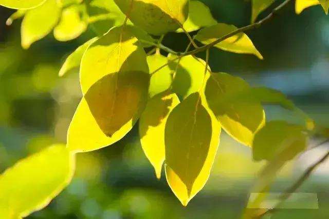 安徽阜阳五中学校好吗,阜阳五中是哪个镇