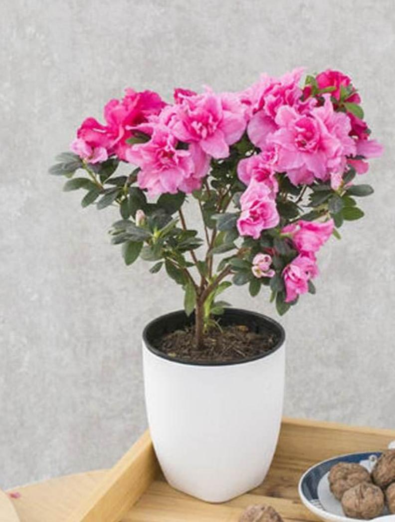 杜鹃花刚拿回来就一直掉叶子,杜鹃花多久掉花