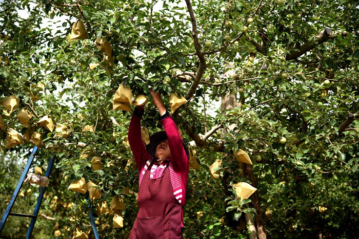 山东给苹果套袋,吉县苹果套袋