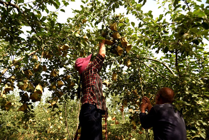 山东给苹果套袋,吉县苹果套袋