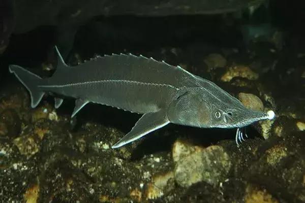 揭露各种海外代购真相,朋友圈代购真实案例