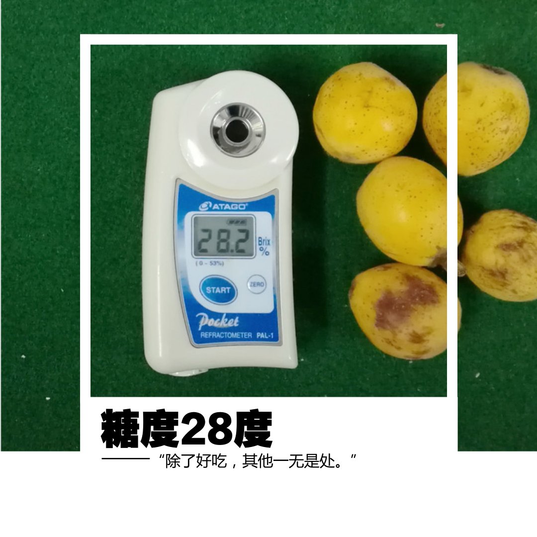 糖度28度,全世界最甜的枇杷