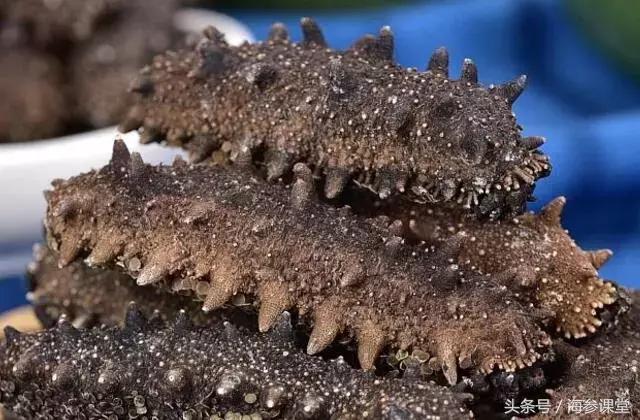 怎样挑选好海参？以下几招学会了就没问题