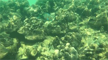 人在囧途旅游路线,人在囧途之毛里求斯